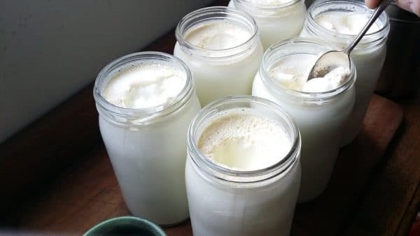 thick and creamy yogurt culture